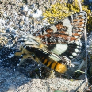 Apina callisto at Gungahlin, ACT - 11 Apr 2017 10:09 AM