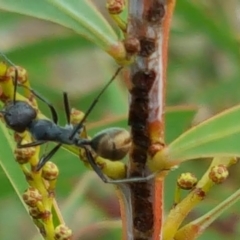 Camponotus suffusus (Golden-tailed sugar ant) at Isaacs, ACT - 12 Apr 2017 by Mike