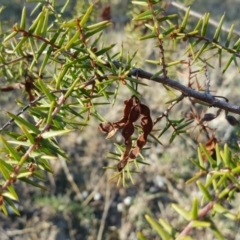 Acacia ulicifolia (Prickly Moses) at Wanniassa Hill - 11 Apr 2017 by Mike