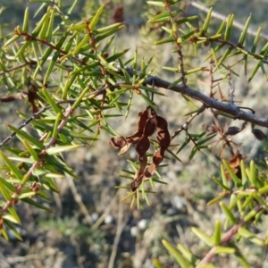 Acacia ulicifolia at Wanniassa Hill - 11 Apr 2017