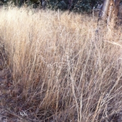 Austrostipa bigeniculata (Kneed Speargrass) at Hughes, ACT - 10 Mar 2017 by ruthkerruish