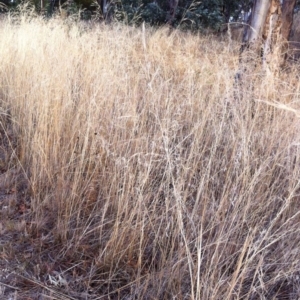 Austrostipa bigeniculata at Hughes, ACT - 10 Mar 2017 12:00 AM