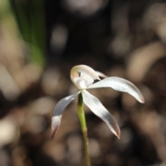 Caladenia ustulata (Brown Caps) at Gundaroo, NSW - 27 Sep 2015 by MaartjeSevenster