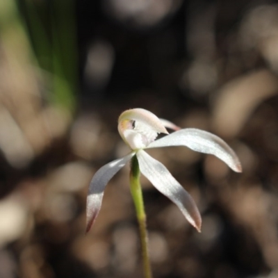 Caladenia ustulata (Brown Caps) at MTR591 at Gundaroo - 27 Sep 2015 by MaartjeSevenster