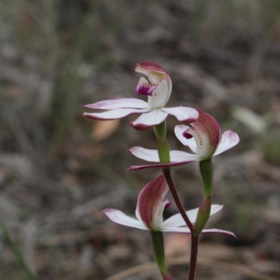 Caladenia moschata (Musky Caps) at Gundaroo, NSW - 17 Oct 2015 by Maartje Sevenster