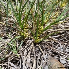 Lomandra filiformis (Wattle Mat-rush) at Karabar, NSW - 5 Nov 2016 by roachie