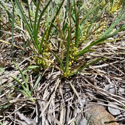 Lomandra filiformis (Wattle Mat-rush) at Mount Jerrabomberra - 5 Nov 2016 by roachie