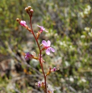 Stylidium sp. at Jerrabomberra, NSW - 5 Nov 2016