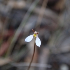 Eriochilus cucullatus (Parson's Bands) at Mount Majura - 12 Apr 2017 by petersan