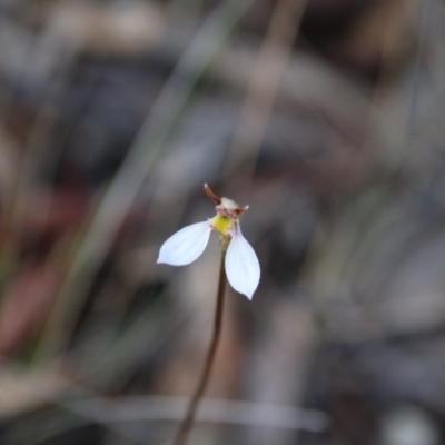 Eriochilus cucullatus (Parson's Bands) at Mount Majura - 12 Apr 2017 by petersan