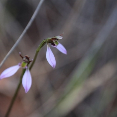 Eriochilus cucullatus (Parson's Bands) at Mount Majura - 12 Apr 2017 by petersan