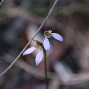 Eriochilus cucullatus at Canberra Central, ACT - suppressed