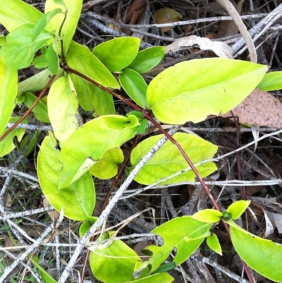 Lonicera japonica (Japanese Honeysuckle) at Red Hill to Yarralumla Creek - 4 Apr 2017 by ruthkerruish