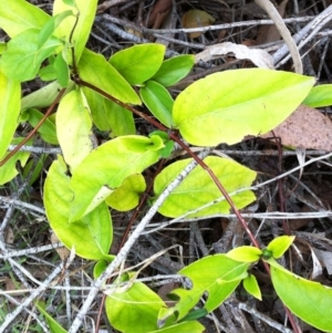 Lonicera japonica at Hughes, ACT - 5 Apr 2017