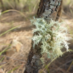 Usnea sp. (genus) at Canberra Central, ACT - 26 Mar 2017