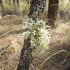 Usnea sp. (genus) at Canberra Central, ACT - 26 Mar 2017