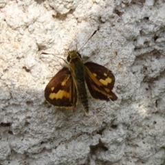 Ocybadistes walkeri (Green Grass-dart) at Tidbinbilla Nature Reserve - 8 Apr 2017 by galah681