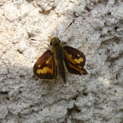 Ocybadistes walkeri (Green Grass-dart) at Paddys River, ACT - 8 Apr 2017 by galah681