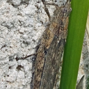 Coryphistes ruricola at Paddys River, ACT - 8 Apr 2017 12:46 PM