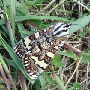 Apina callisto at Molonglo Valley, ACT - 13 Apr 2017