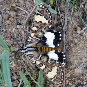 Apina callisto at Molonglo Valley, ACT - 13 Apr 2017 12:36 PM