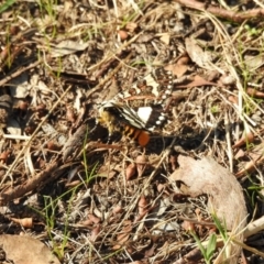 Apina callisto (Pasture Day Moth) at Acton, ACT - 12 Apr 2017 by Qwerty