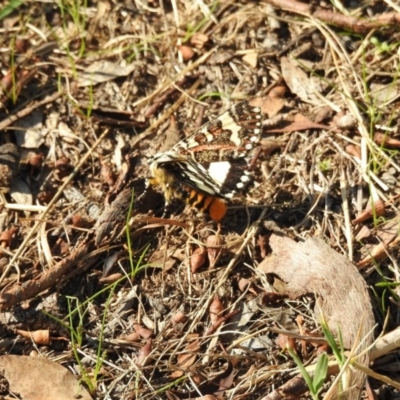 Apina callisto (Pasture Day Moth) at Acton, ACT - 13 Apr 2017 by Qwerty