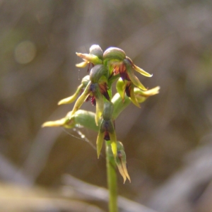 Corunastylis clivicola at Kambah, ACT - 13 Apr 2017