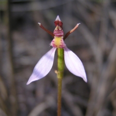 Eriochilus cucullatus (Parson's Bands) at Mount Taylor - 13 Apr 2017 by MatthewFrawley