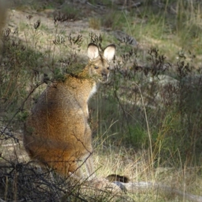 Notamacropus rufogriseus (Red-necked Wallaby) at Red Hill Nature Reserve - 13 Apr 2017 by roymcd