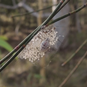 Orgyia anartoides at Canberra Central, ACT - 26 Mar 2017