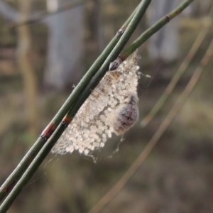 Orgyia anartoides at Canberra Central, ACT - 26 Mar 2017