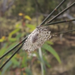 Orgyia anartoides at Canberra Central, ACT - 26 Mar 2017