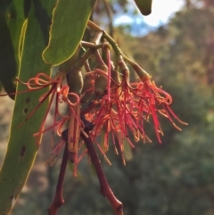 Amyema miquelii (Box Mistletoe) at Googong, NSW - 15 Mar 2017 by Wandiyali