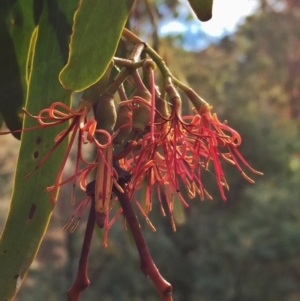 Amyema miquelii at Googong, NSW - 15 Mar 2017