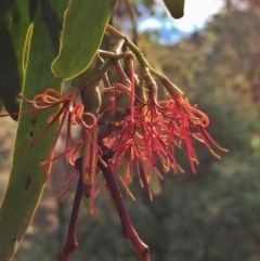 Amyema miquelii (Box Mistletoe) at Googong, NSW - 14 Mar 2017 by Wandiyali