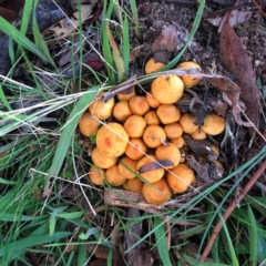 Gymnopilus junonius (Spectacular Rustgill) at QPRC LGA - 13 Apr 2017 by Wandiyali