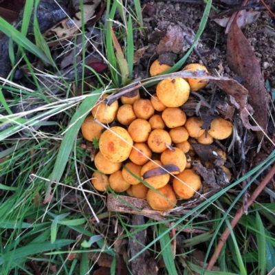 Gymnopilus junonius (Spectacular Rustgill) at Jerrabomberra, NSW - 14 Apr 2017 by Wandiyali