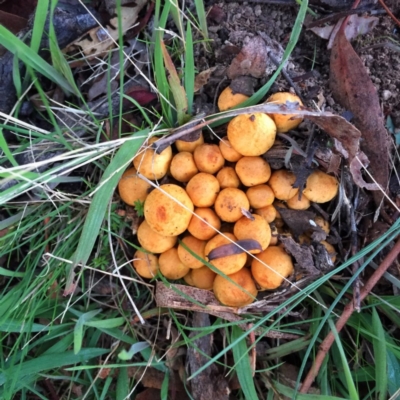 Gymnopilus junonius (Spectacular Rustgill) at QPRC LGA - 13 Apr 2017 by Wandiyali