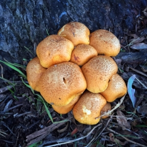 Gymnopilus junonius at Jerrabomberra, NSW - 14 Apr 2017 08:48 AM