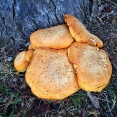 Gymnopilus junonius at Jerrabomberra, NSW - 14 Apr 2017 08:48 AM