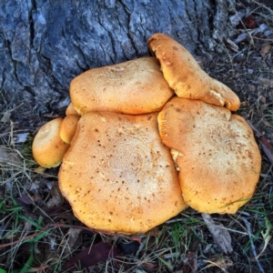 Gymnopilus junonius at Jerrabomberra, NSW - 14 Apr 2017 08:48 AM