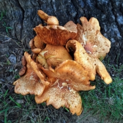 Gymnopilus junonius at Jerrabomberra, NSW - 14 Apr 2017 08:48 AM