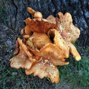 Gymnopilus junonius at Jerrabomberra, NSW - 14 Apr 2017 08:48 AM