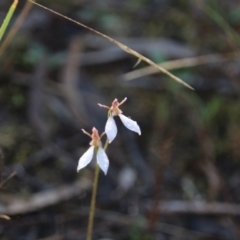 Eriochilus cucullatus (Parson's Bands) at Mount Majura - 13 Apr 2017 by petersan