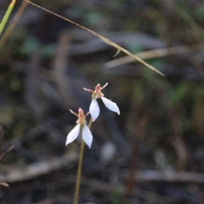 Eriochilus cucullatus (Parson's Bands) at Canberra Central, ACT - 14 Apr 2017 by petersan