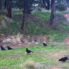 Corcorax melanorhamphos (White-winged Chough) at Hughes Garran Woodland - 12 Apr 2017 by ruthkerruish