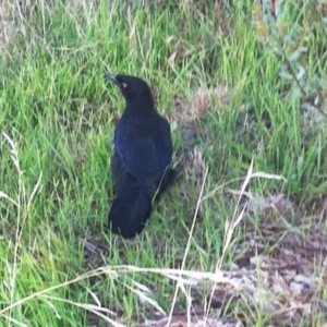 Corcorax melanorhamphos at Hughes, ACT - 13 Apr 2017 12:00 AM