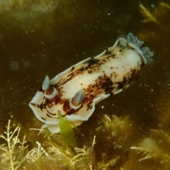 Aphelodoris varia (Aphelodoris varia) at Bermagui, NSW - 7 Apr 2017 by NickShaw