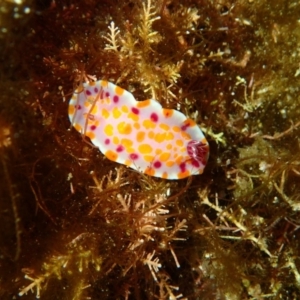 Ceratosoma amoenum at The Blue Pool, Bermagui - 9 Apr 2017